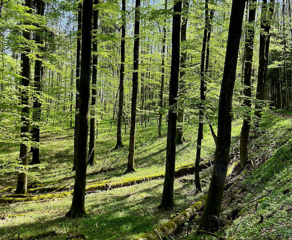 startseite_nachhaltigkeit_0826